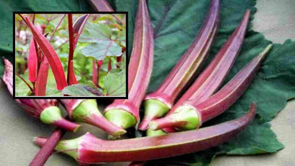 Red Okra :