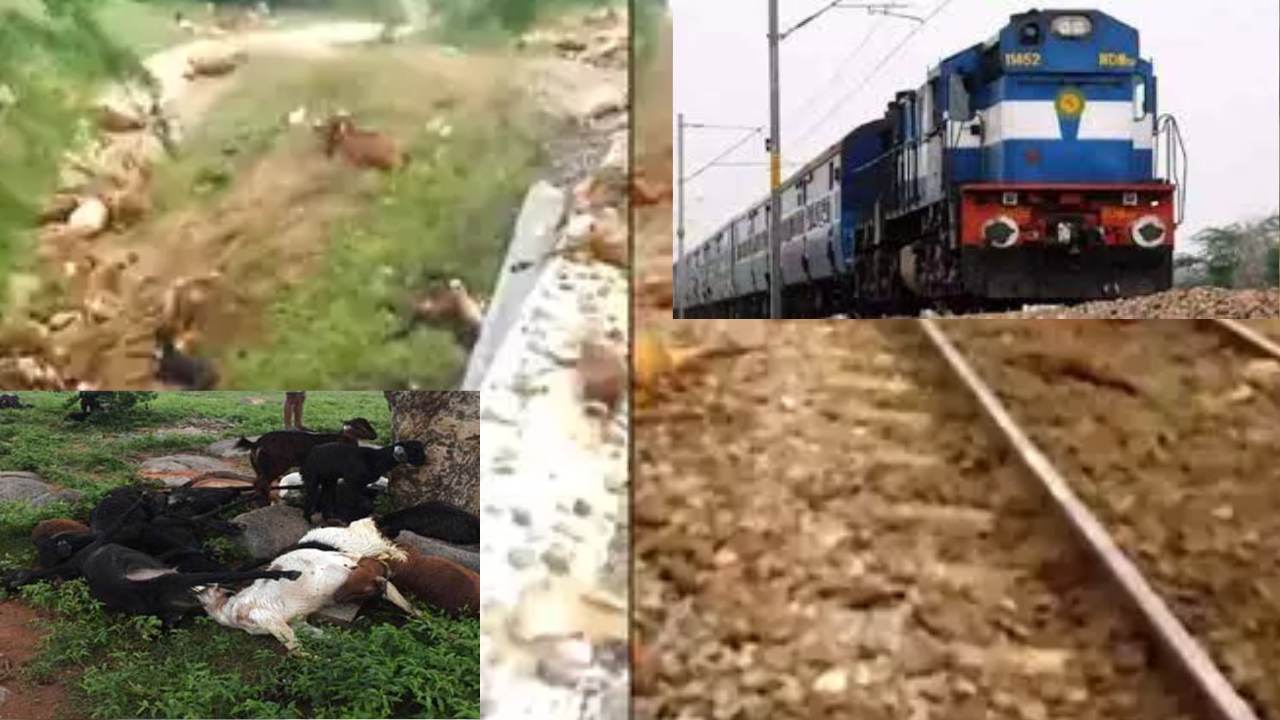Train Hit Sheeps Died : రైలు ఢీకొని 335 గొర్రెలు మృతి Train Hit Sheeps Died : రైలు ఢీకొని 335 గొర్రెలు మృతి