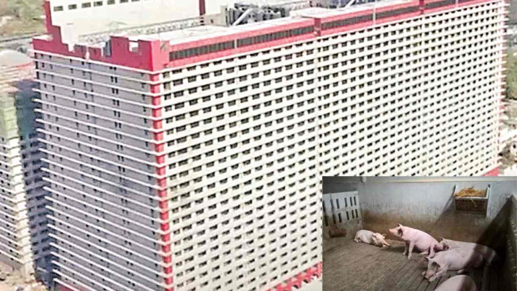 26-storey pig apartment
