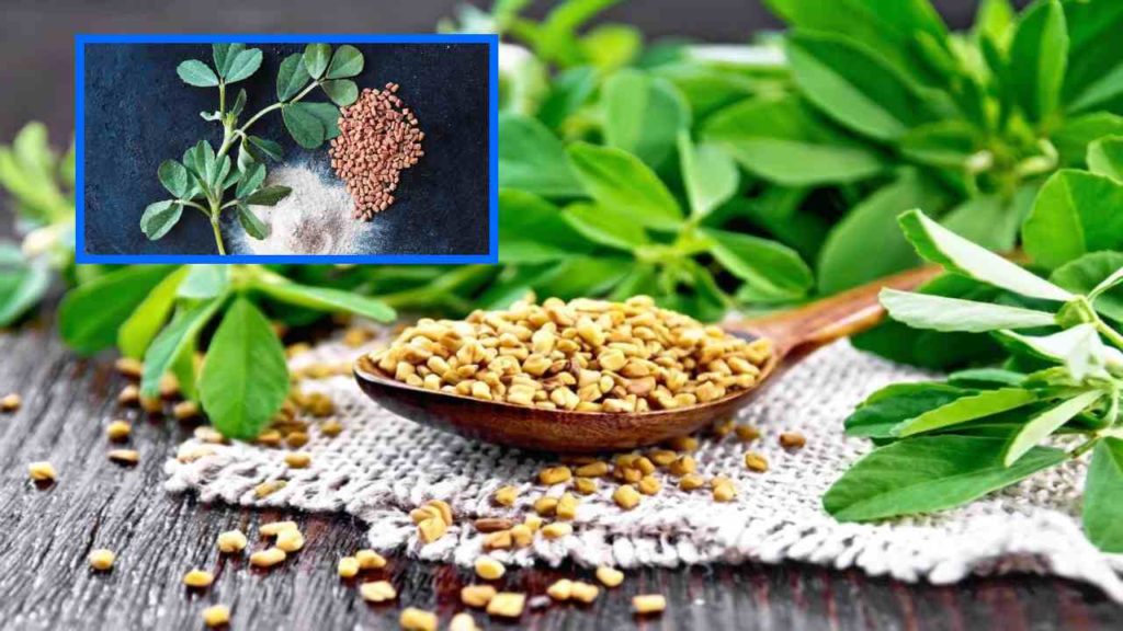 Adding fenugreek curry to your diet in winter has many health benefits!