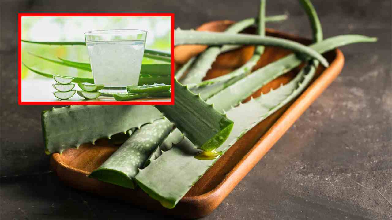 Aloe Vera : శరీరానికి కావాల్సిన పోషకాలను అందించటంతోపాటు, బరువును తగ్గించే కలబంద! Aloe Vera : శరీరానికి కావాల్సిన పోషకాలను అందించటంతోపాటు, బరువును తగ్గించే కలబంద!