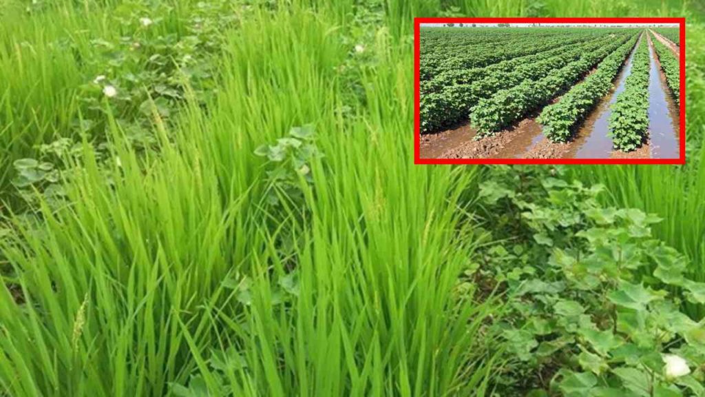 As part of comprehensive crop protection in cotton, turn to intercropping!