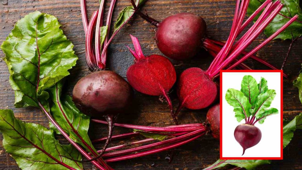 Beet Root