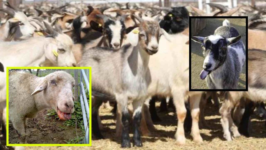 Blue tongue and muzzle disease in sheep and goats! These are the measures to be taken for prevention!
