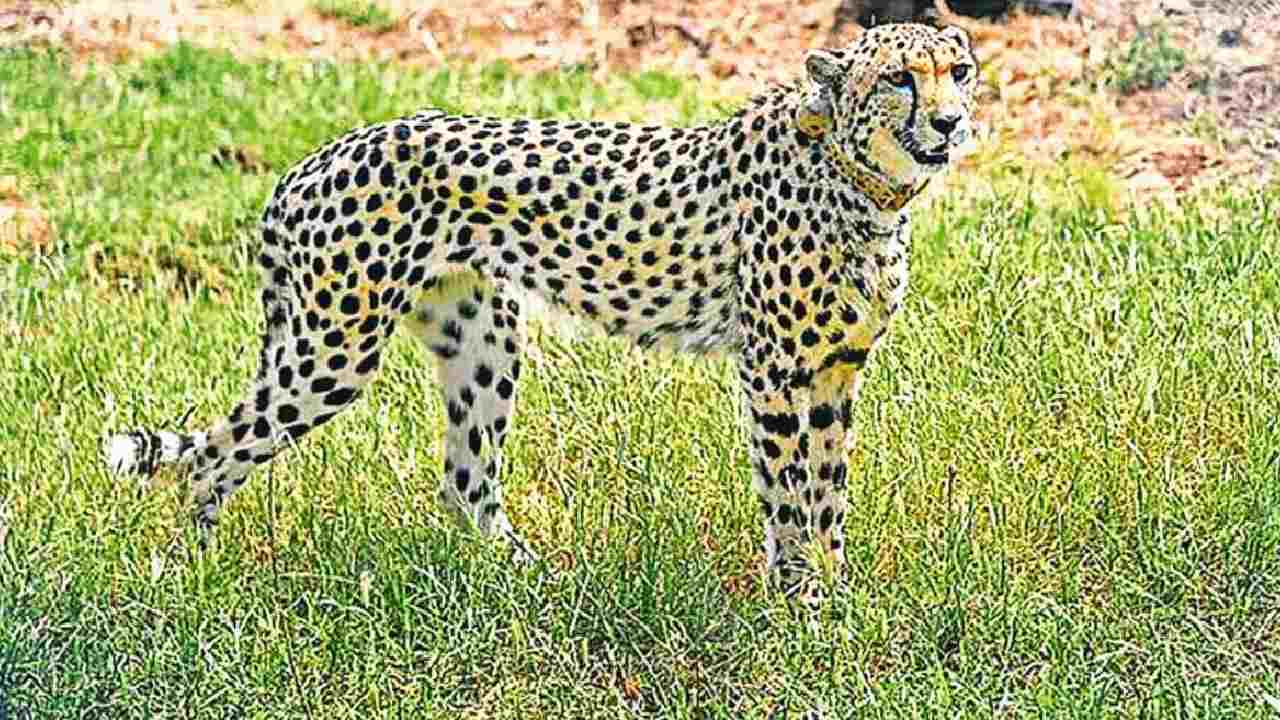 Cheetahs: వేట మొదలైంది.. మొదటిసారి జింకను వేటాడిన చీతాలు.. ప్రధాని హర్షం -  10TV Telugu