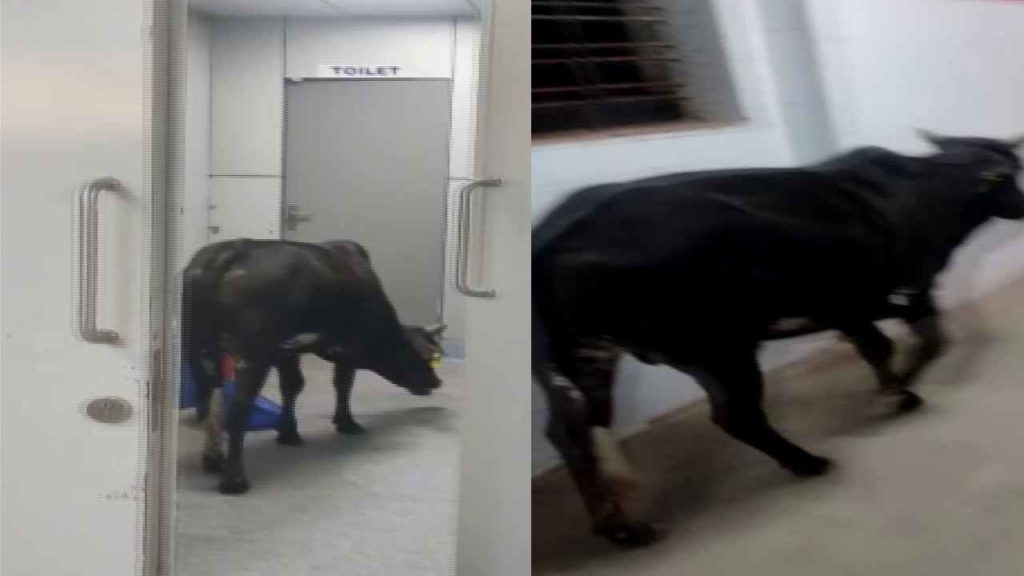 Cow In ICU Ward