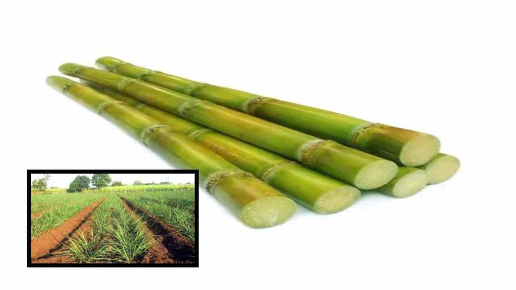 Cultivation of sugarcane crop with tissue culture to resist pests and pests!