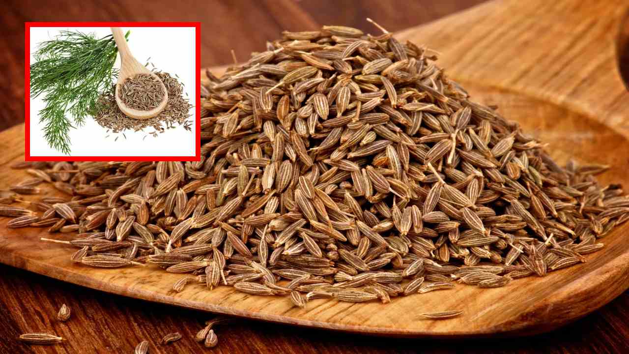 Cumin : చర్మవ్యాధులను తగ్గించటంతోపాటు, ఇన్ఫెక్షన్లు దరిచేరకుండా రక్షణనిచ్చే జీలకర్ర! Cumin : చర్మవ్యాధులను తగ్గించటంతోపాటు, ఇన్ఫెక్షన్లు దరిచేరకుండా రక్షణనిచ్చే జీలకర్ర!