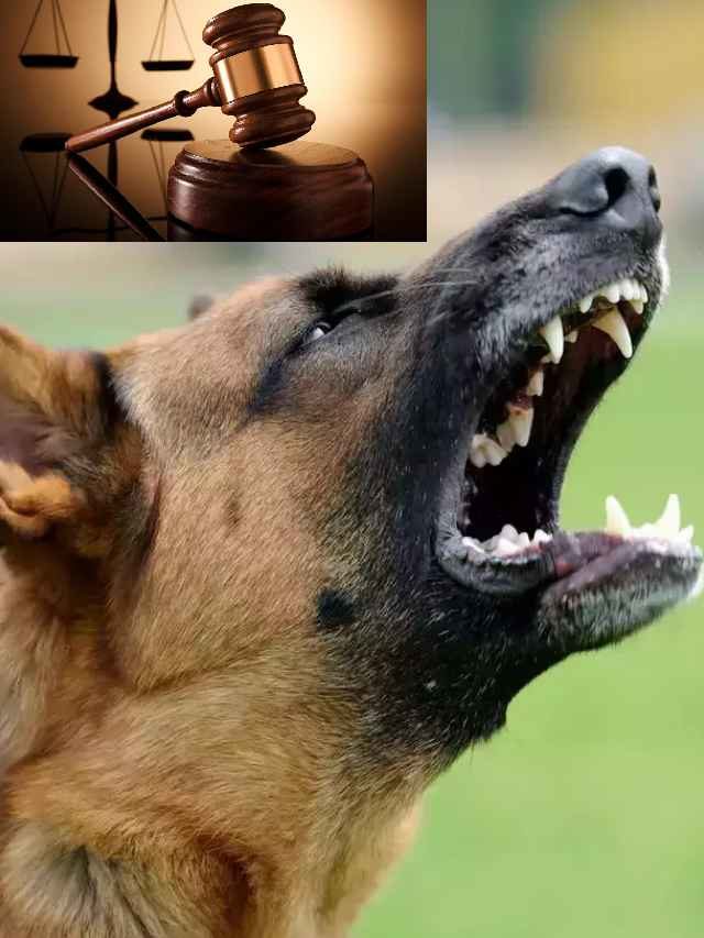 >కుక్క దాడి బాధితురాలికి రూ.2లక్షల పరిహారం
