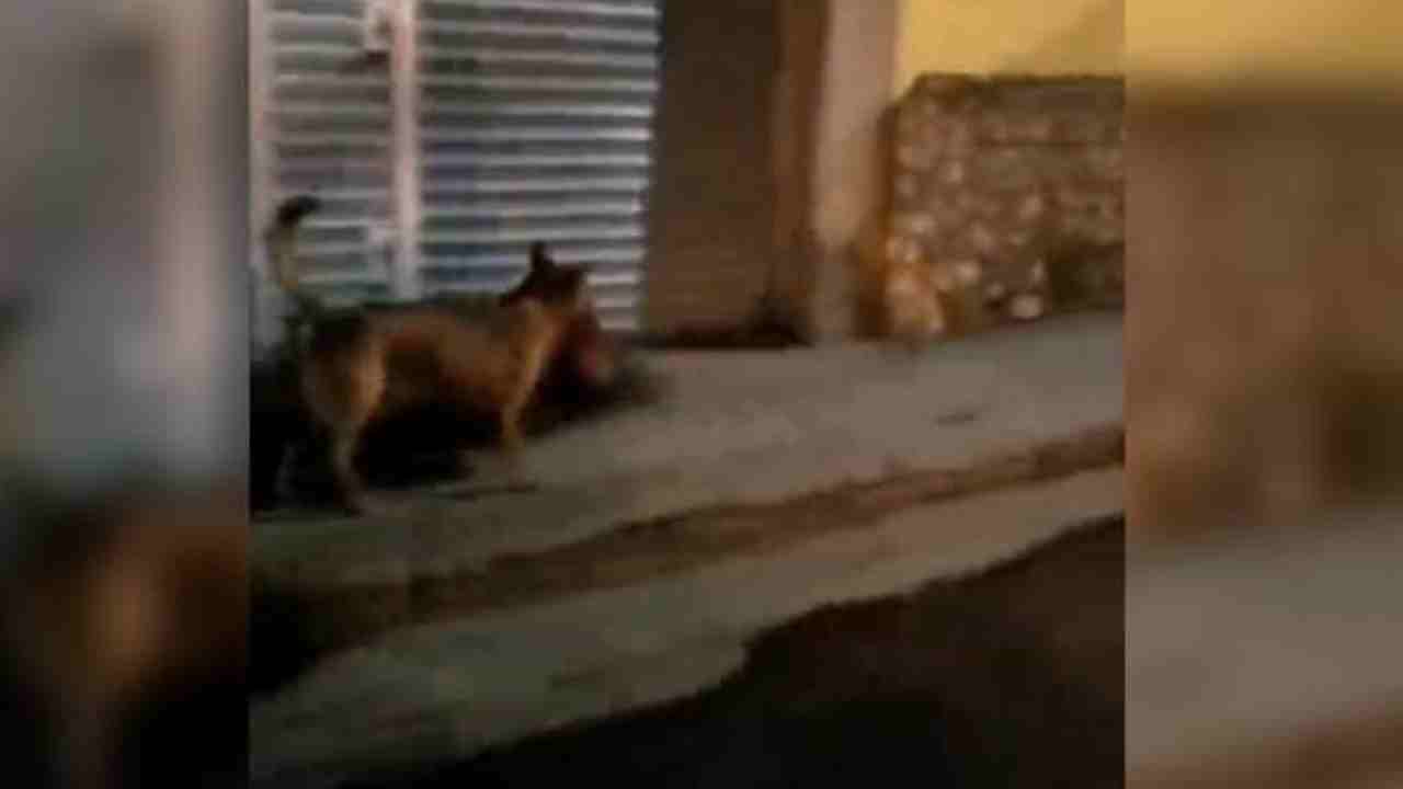 Dog runs with human head: బాబోయ్ భయంకరమైన వీడియో.. మనిషి తలను నోటకర్చుకొని వీధుల్లో పరుగెత్తిన కుక్క.. పోలీసులు ఏం చేశారంటే? Dog runs with human head: బాబోయ్ భయంకరమైన వీడియో.. మనిషి తలను నోటకర్చుకొని వీధుల్లో పరుగెత్తిన కుక్క.. పోలీసులు ఏం చేశారంటే?