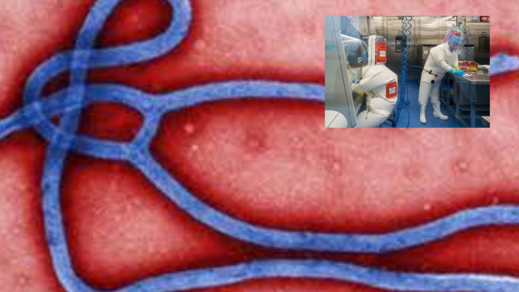 Ebola virus