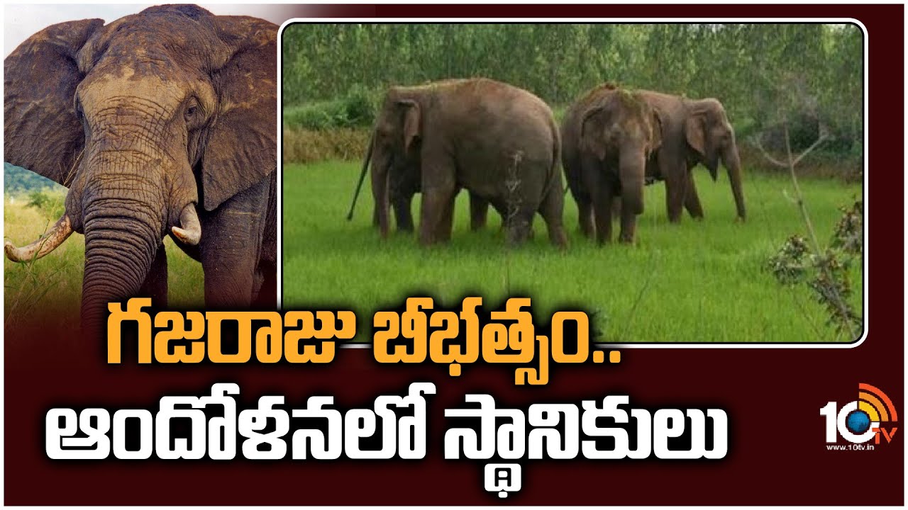 Elephant Create Terror: వాహనదారులను బెంబేలెత్తించిన గజరాజు.. ఆందోళనలో గ్రామస్తులు