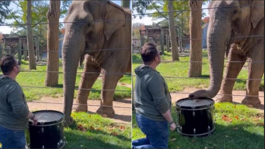 Elephant paly drum