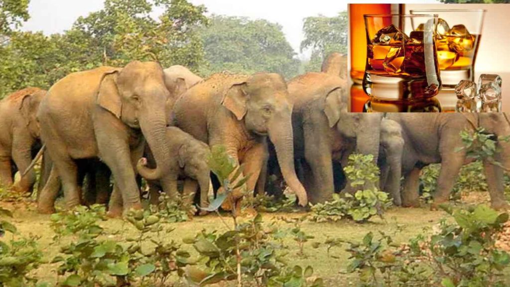Elephants Drink Country Liquor