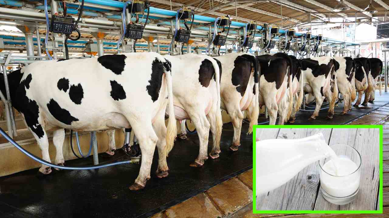 Butter Content In Cattle Milk : పశువుల పాలల్లో వెన్నశాతం తగ్గటానికి కారణాలపై రైతులకు అవగాహన తప్పనిసరి! Butter Content In Cattle Milk : పశువుల పాలల్లో వెన్నశాతం తగ్గటానికి కారణాలపై రైతులకు అవగాహన తప్పనిసరి!