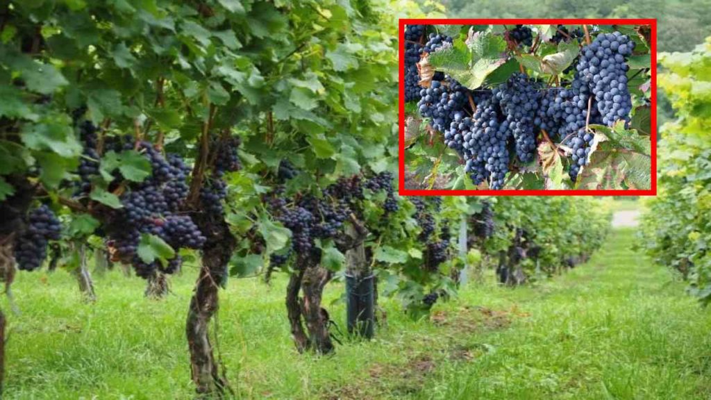 Farmers to follow in the cultivation of grapes!