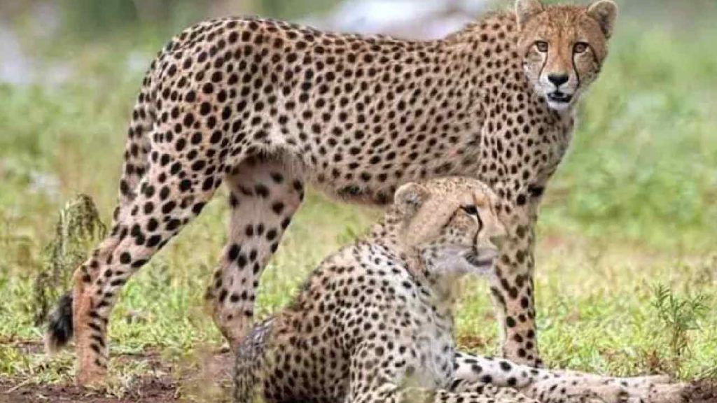 Female Cheetahs