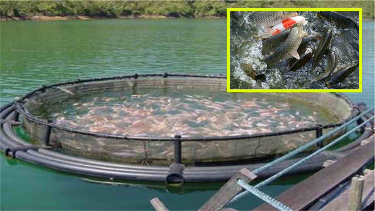 Fish Farming : అనువైన రకాల ఎంపికతో లాభసాటిగా చేపల పెంపకం! Fish Farming : అనువైన రకాల ఎంపికతో లాభసాటిగా చేపల పెంపకం!