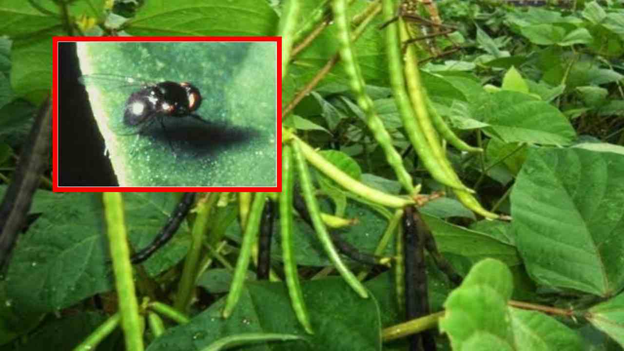 Groundnut Bug And stem Fly : మినుము, పెసర పంటలో శనగపచ్చ పురుగు, కాండపు ఈగ నివారణ! Groundnut Bug And stem Fly : మినుము, పెసర పంటలో శనగపచ్చ పురుగు, కాండపు ఈగ నివారణ!