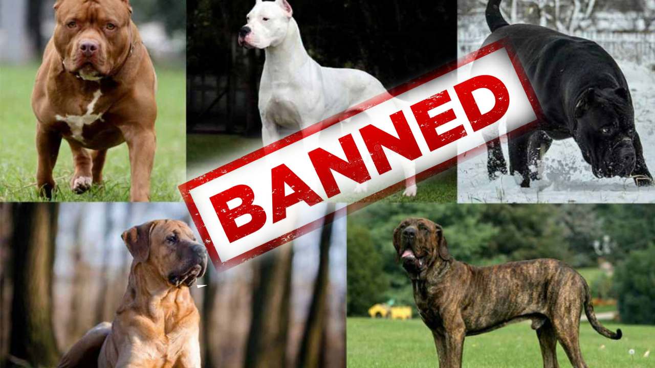 Gurugram Bans 11 dog breeds : గురుగ్రామ్లో 11 రకాల కుక్కల జాతులపై నిషేధం..పెంపుడు కుక్కలను మలవిసర్జన కోసం బయటకు తీసుకురావొద్దని ఆదేశం Gurugram Bans 11 dog breeds : గురుగ్రామ్లో 11 రకాల కుక్కల జాతులపై నిషేధం..పెంపుడు కుక్కలను మలవిసర్జన కోసం బయటకు తీసుకురావొద్దని ఆదేశం