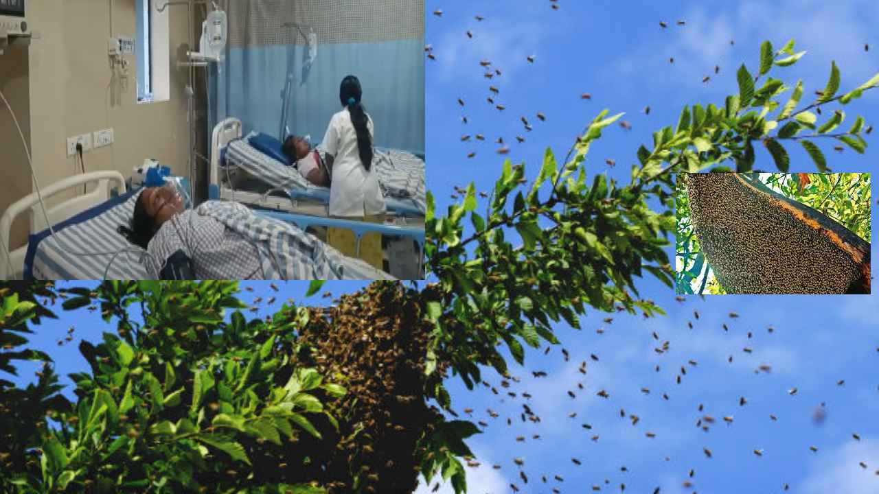 Honey Bees Attack : కోనసీమ జిల్లాలో కార్తీక వన భోజనాల్లో అపశ్రుతి.. తేనెటీగల దాడి, 25మందికి గాయాలు Honey Bees Attack : కోనసీమ జిల్లాలో కార్తీక వన భోజనాల్లో అపశ్రుతి.. తేనెటీగల దాడి, 25మందికి గాయాలు