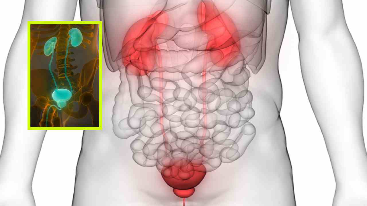 Prostate Gland : మూత్రపిండాలను పనితీరు ఎలాగంటే? ప్రొస్టేట్ గ్రంధి వాపుతో ఉన్న వారు కూర్చుని మూత్రమే మూత్రం పోసుకోవాలా? Prostate Gland : మూత్రపిండాలను పనితీరు ఎలాగంటే? ప్రొస్టేట్ గ్రంధి వాపుతో ఉన్న వారు కూర్చుని మూత్రమే మూత్రం పోసుకోవాలా?