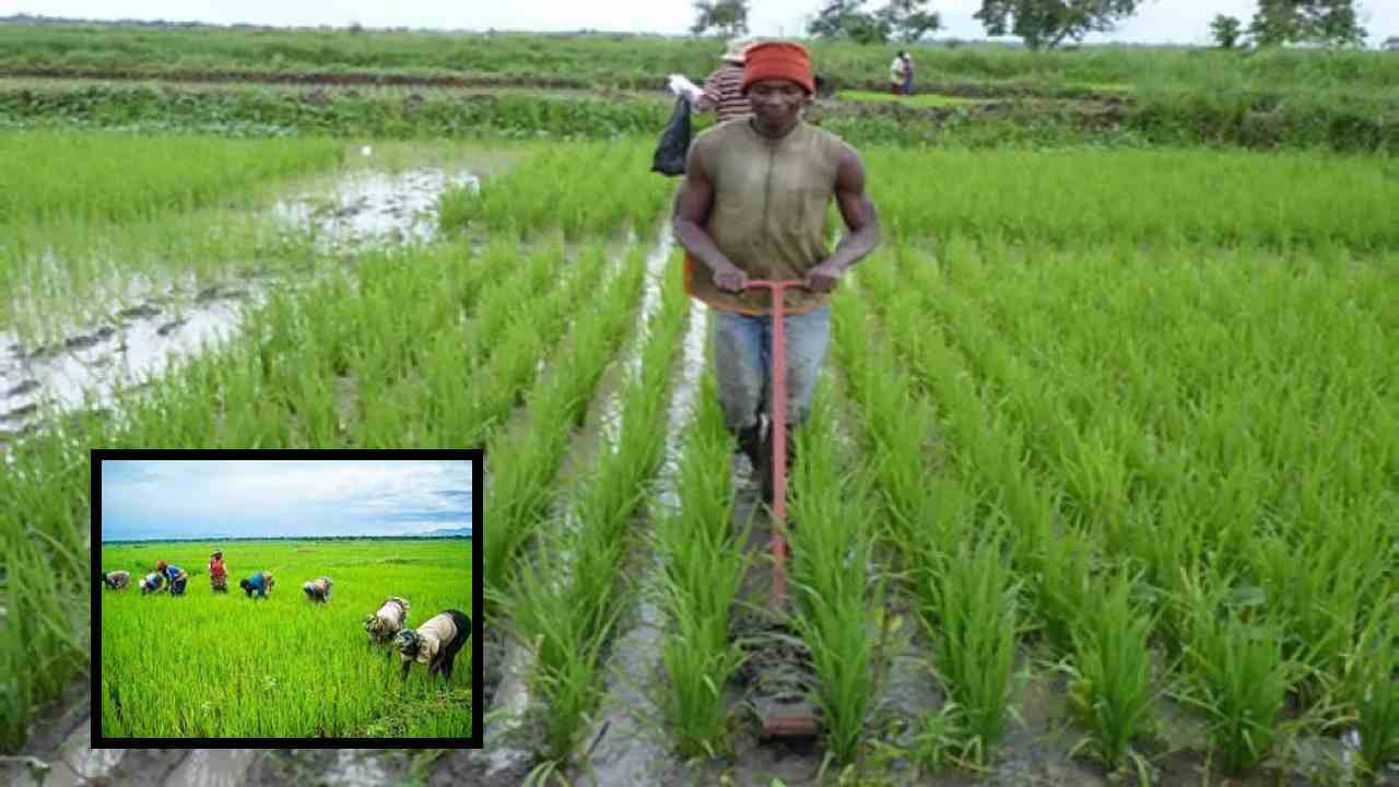 Weed Control : వరి సాగులో కలుపు నివారణకు రైతులు చేపట్టాల్సిన చర్యలు! Weed Control : వరి సాగులో కలుపు నివారణకు రైతులు చేపట్టాల్సిన చర్యలు!