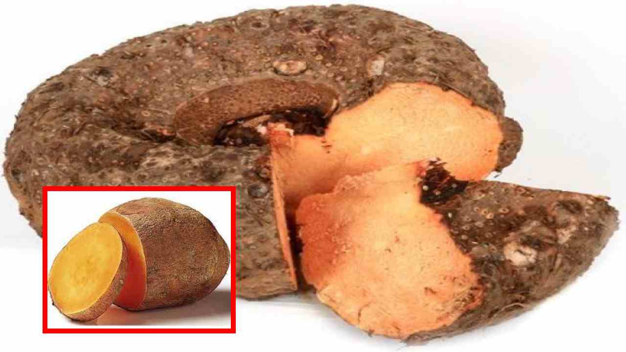 Jimikand Health Benefits : కడుపు ఉబ్బరం, గ్యాస్ట్రిక్ సమస్యలు, మలబద్దకం వంటి సమస్యలంటే కందను ఆహారంలో చేర్చుకోవటం మంచిదే? Jimikand Health Benefits : కడుపు ఉబ్బరం, గ్యాస్ట్రిక్ సమస్యలు, మలబద్దకం వంటి సమస్యలంటే కందను ఆహారంలో చేర్చుకోవటం మంచిదే?