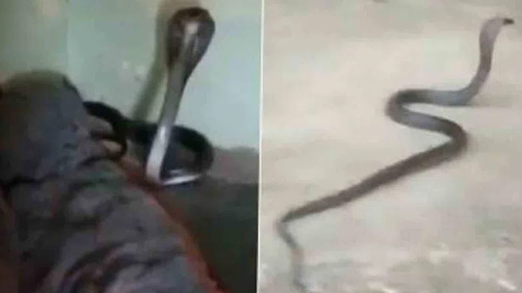 King Cobra