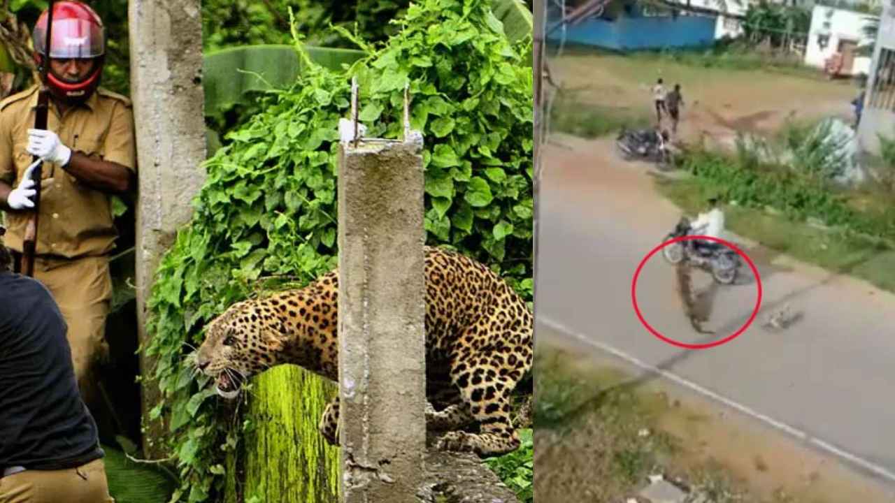 Leopard Attacks : వామ్మో.. రోడ్డెక్కిన చిరుత, మనుషులపై ఎలా దాడి చేసిందో చూస్తే వణుకు పుట్టాల్సిందే.. వీడియో వైరల్ Leopard Attacks : వామ్మో.. రోడ్డెక్కిన చిరుత, మనుషులపై ఎలా దాడి చేసిందో చూస్తే వణుకు పుట్టాల్సిందే.. వీడియో వైరల్
