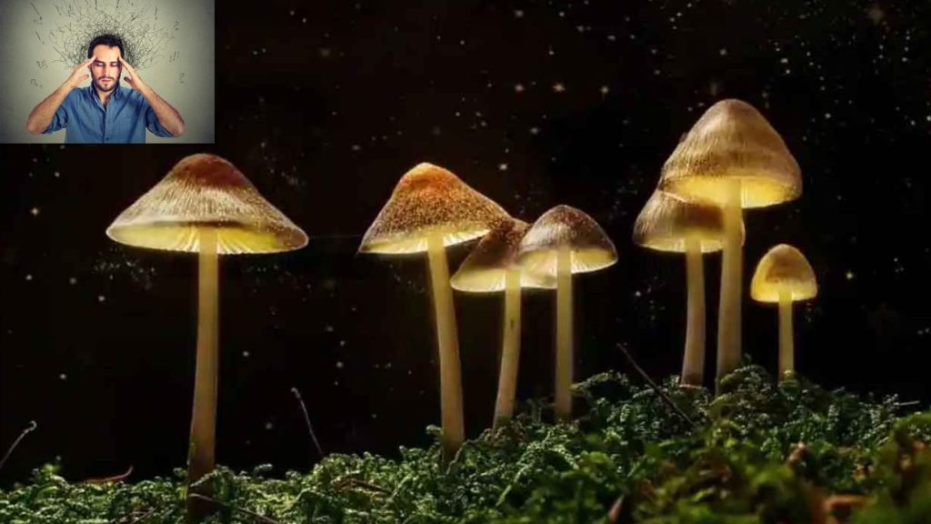 Magic mushrooms reduce Mental stress