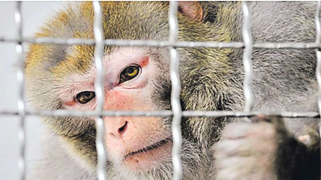 Monkey to Life imprisonment