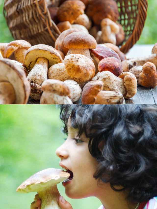 పుట్టగొడుగులను అతిగా తింటున్నారా? బీకేర్‌ఫుల్ 10TV Telugu Serious