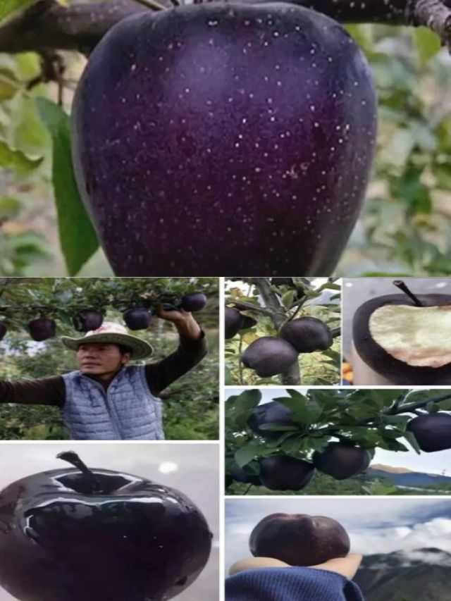 బ్లాక్ డైమండ్ యాపిల్..వెరీ కాస్ట్లీ గురూ.. 10TV Telugu Black