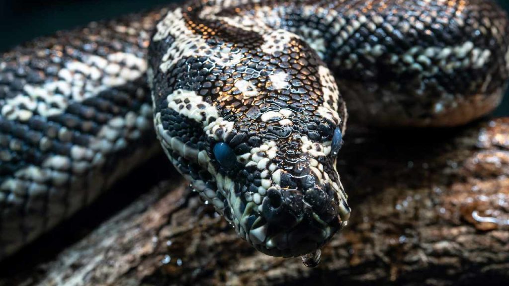 Australia-python
