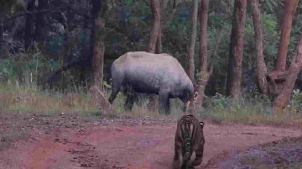 Nilgai-Tiger