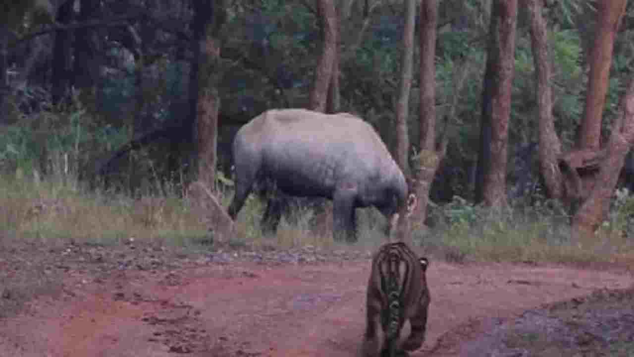 Nilgai-Tiger: నిల్గాయ్-పులి మధ్య హైడ్ అండ్ సీక్ ఆట.. పులికి నిల్గాయ్ చిక్కిందా.. చివరికి ఏం జరిగిందో చూడండి Nilgai-Tiger: నిల్గాయ్-పులి మధ్య హైడ్ అండ్ సీక్ ఆట.. పులికి నిల్గాయ్ చిక్కిందా.. చివరికి ఏం జరిగిందో చూడండి
