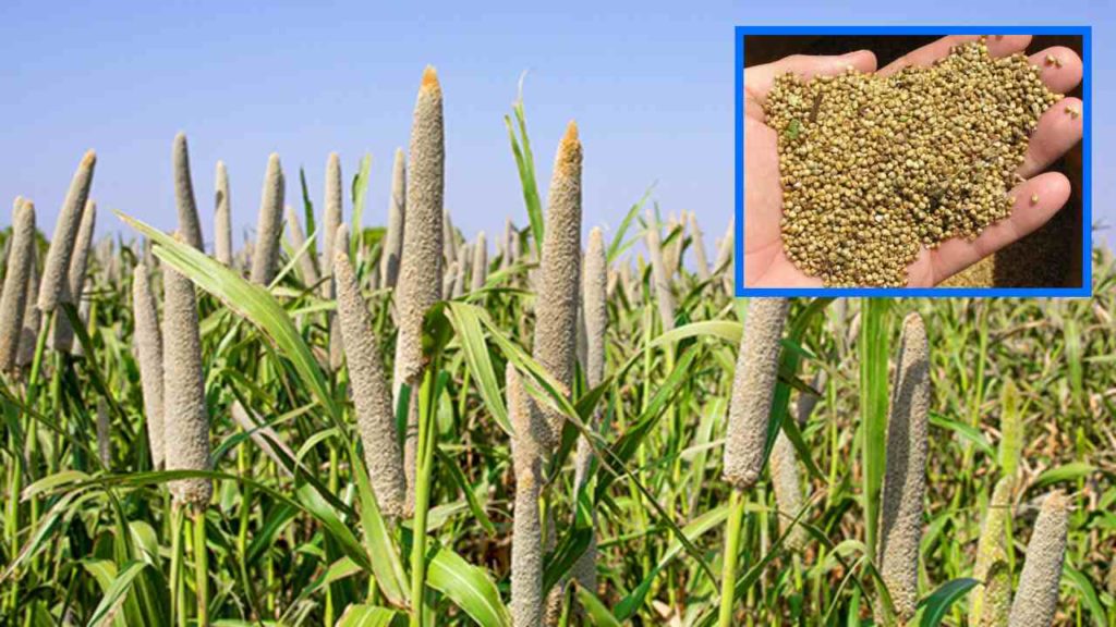 Pearl Millet