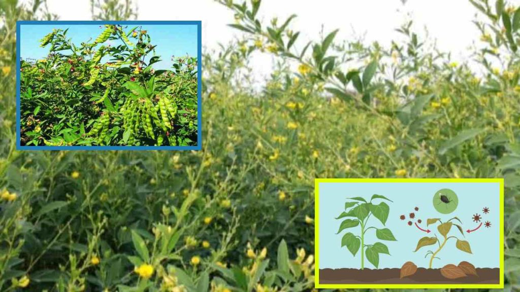 Pests that cause damage to Kandi crop, preventive measures!