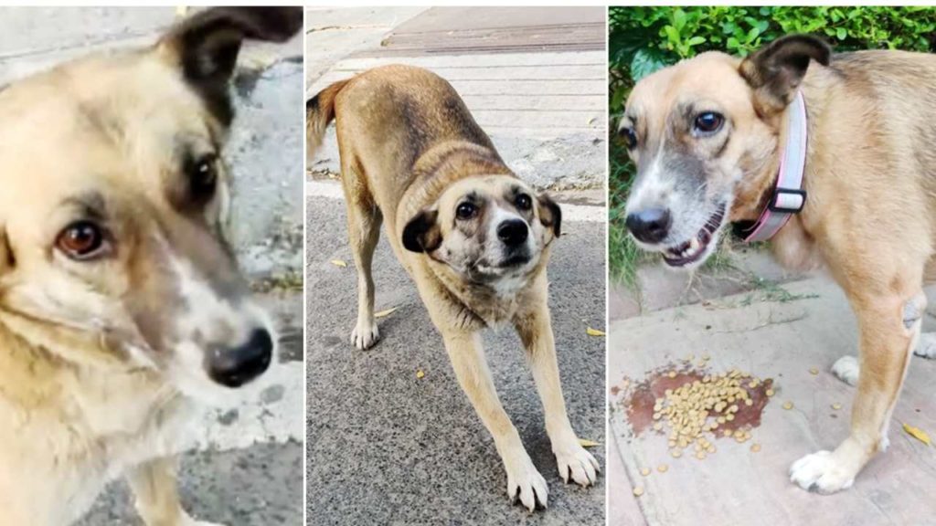 Pet dog missing for a month owner pitches Rs.25,000 reward