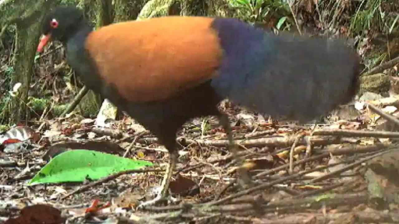 Pheasant Pigeon: 140 సంవత్సరాల తర్వాత కనిపించిన అరుదైన పక్షి.. వీడియో ఇదిగో Pheasant Pigeon: 140 సంవత్సరాల తర్వాత కనిపించిన అరుదైన పక్షి.. వీడియో ఇదిగో