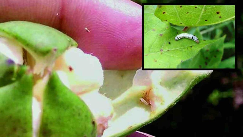 Prevent Pests In Cotton :