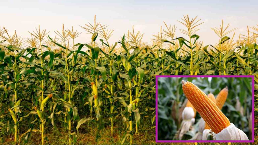 Preventing moisture damage in corn!