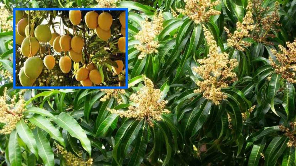 Proprietary methods to be undertaken at the coating and pulping stage of mangoes!
