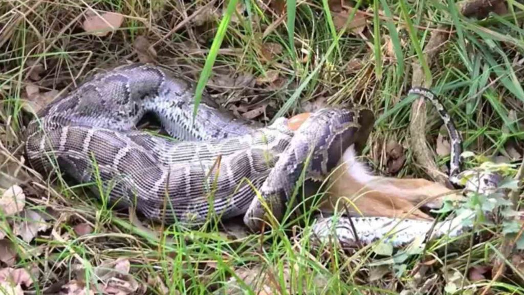 Python Swallows Deer