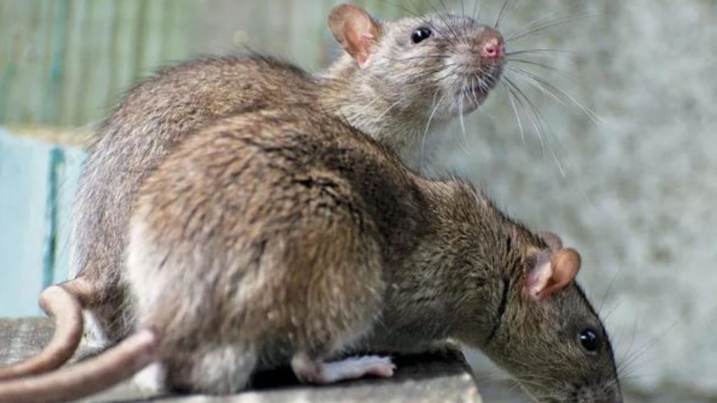 Rats Ate Marijuana