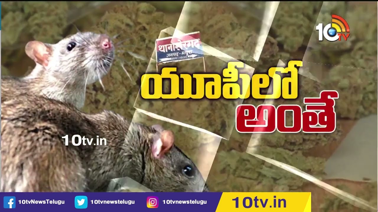 581 కేజీల గంజాయి తిన్న ఎలుకలు?