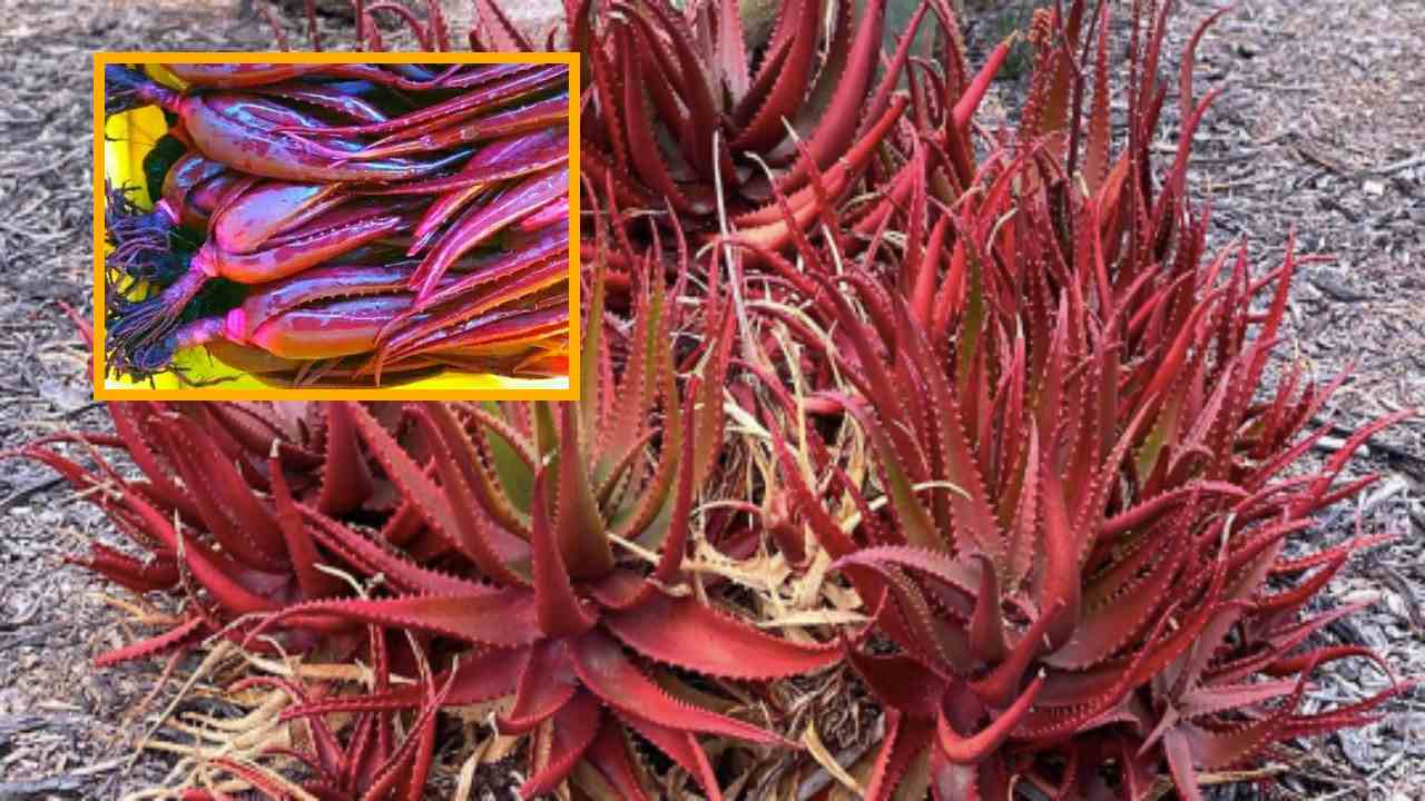 Red Aloe Vera : బరువును నియంత్రించటంలో సహాయపడే ఎర్ర కలబంద! Red Aloe Vera : బరువును నియంత్రించటంలో సహాయపడే ఎర్ర కలబంద!