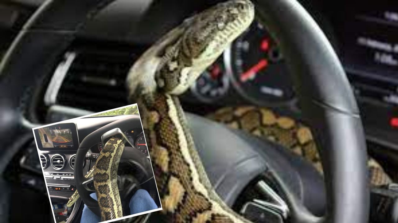Snake in 104 Vehicle Steering : 104 వాహనంలో స్టీరింగ్ పైకి వచ్చిన పాము .. భయంతో దూకేసిన డ్రైవర్