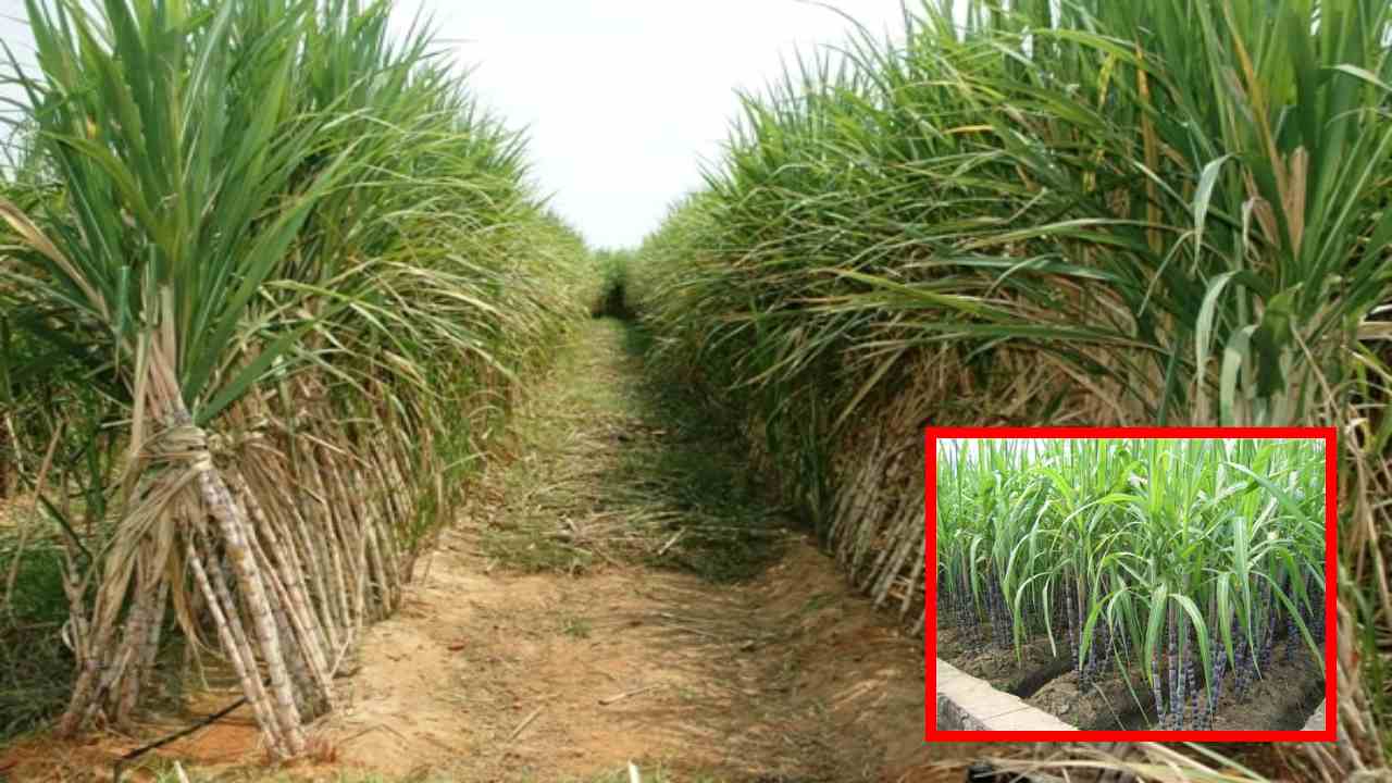 Sugarcane Cultivation : చెరకు సాగులో మెళకువలు! రైతులు అనుసరించాల్సిన విధానాలు Sugarcane Cultivation : చెరకు సాగులో మెళకువలు! రైతులు అనుసరించాల్సిన విధానాలు